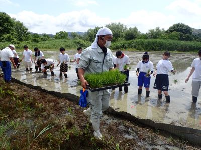 活動実績 2020.06.04 麻機遊水地自然再生事業 田植え 写真2
