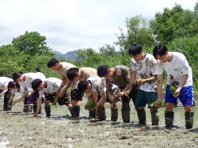 活動実績 2020.06.04 麻機遊水地自然再生事業 田植え 写真3