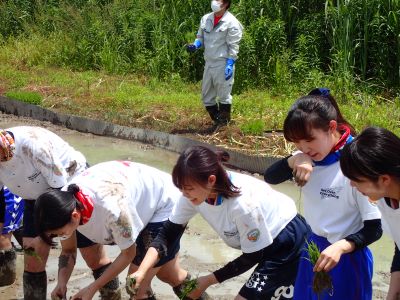 活動実績 2020.06.04 麻機遊水地自然再生事業 田植え 写真4