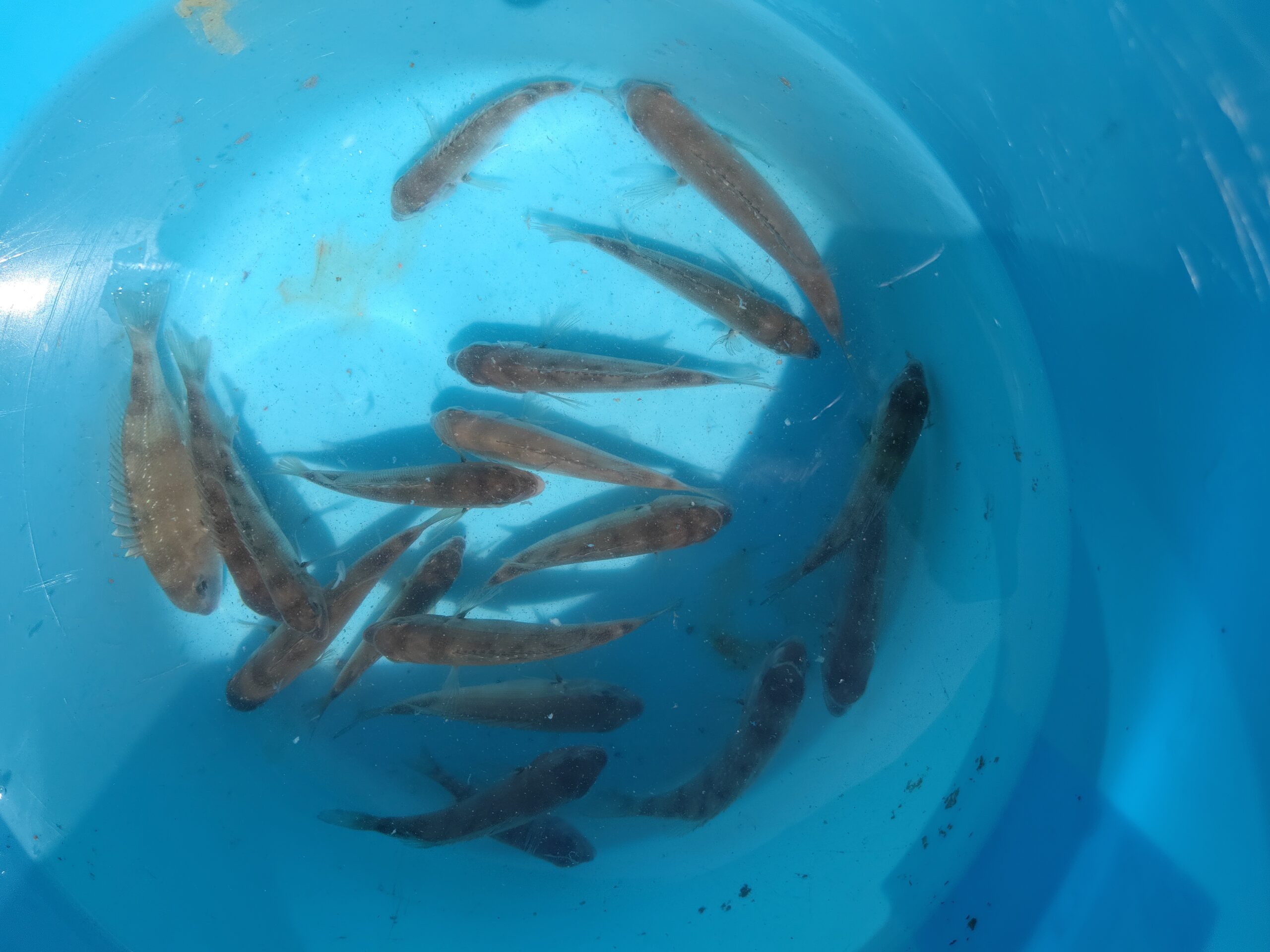 2024.7.5 マダイ稚魚2000匹 写真1