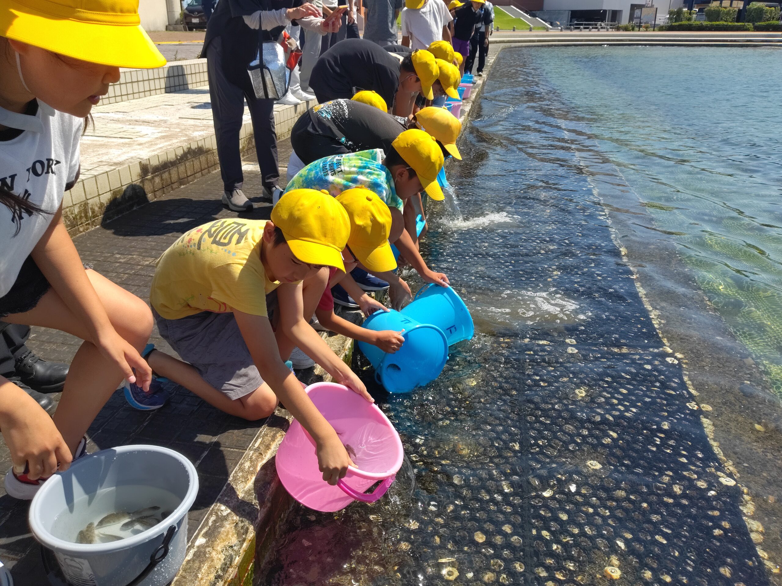 2024.7.5 マダイ稚魚2000匹 写真3