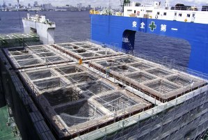 伊豆諸島ケーソン製作工事（その４）