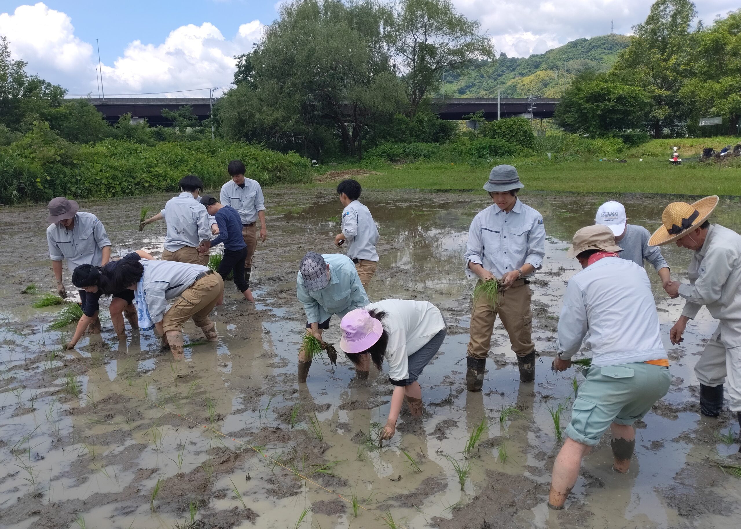 活動実績 2024.06.07 麻機遊水地自然再生事業 田植え 写真1