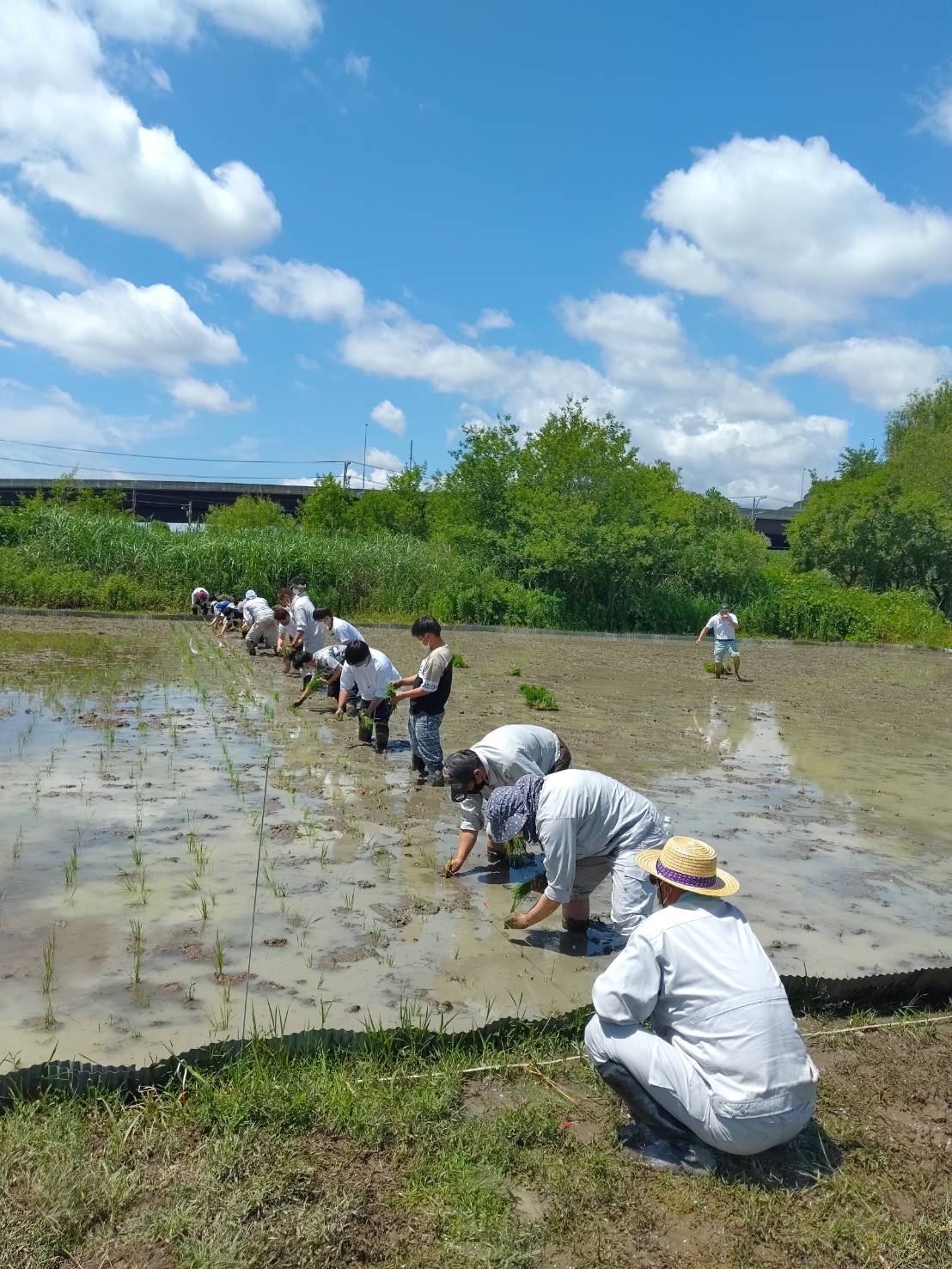活動実績 2022.06.15 麻機遊水地自然再生事業 田植え 写真2