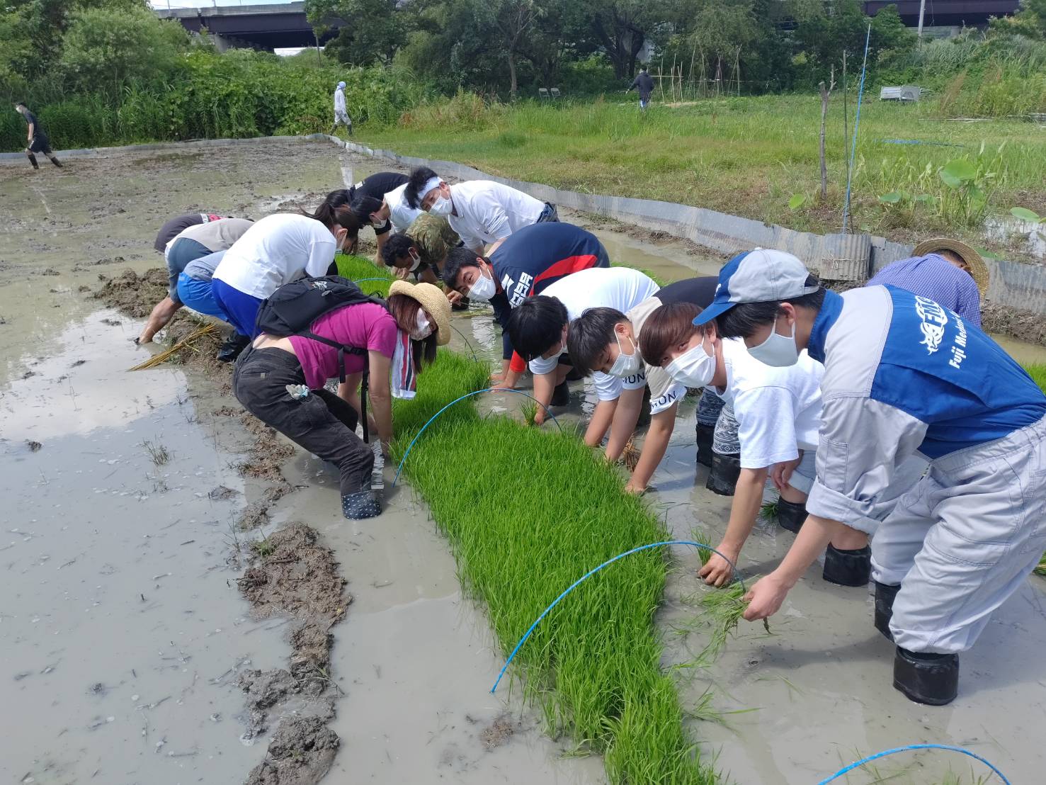 活動実績 2022.06.15 麻機遊水地自然再生事業 田植え 写真3