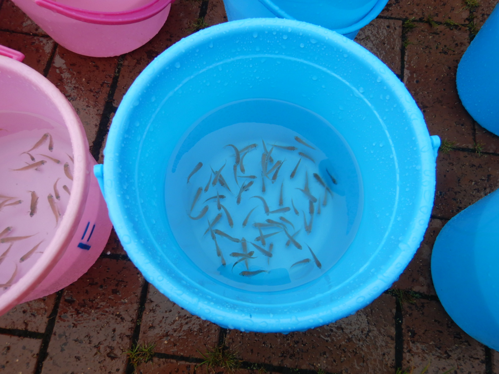 2022.7.12 マダイ稚魚2000匹 写真2
