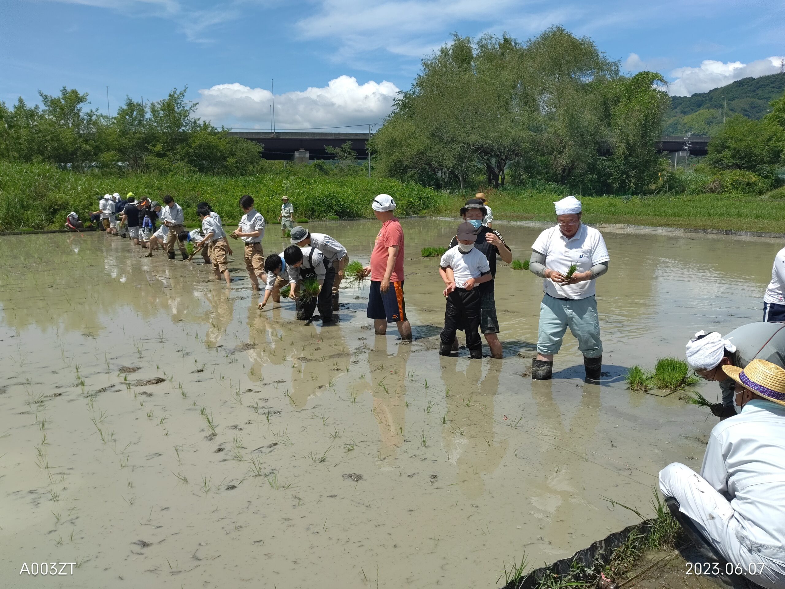 活動実績 2023.06.08 麻機遊水地自然再生事業 田植え 写真2
