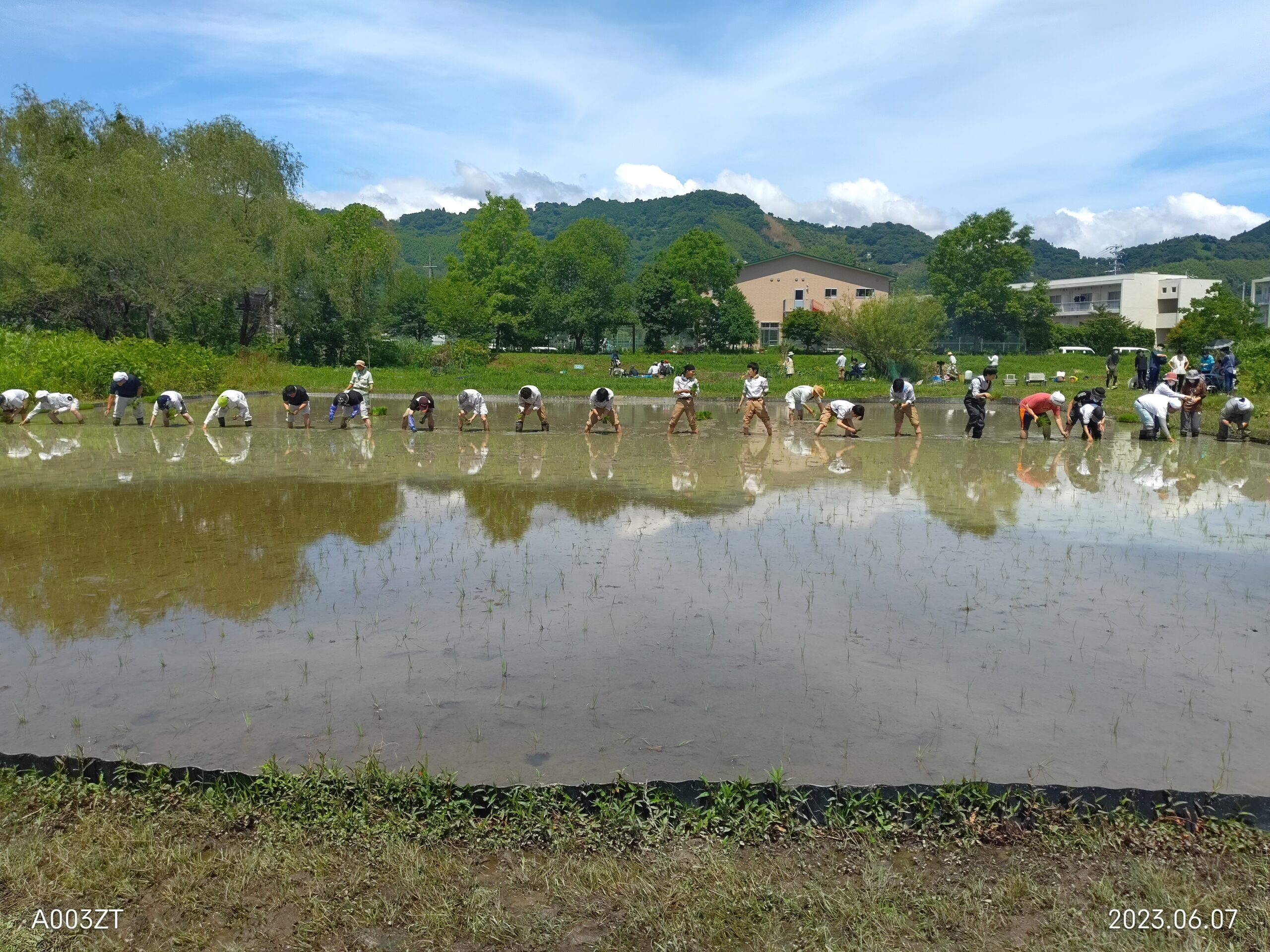 活動実績 2023.06.08 麻機遊水地自然再生事業 田植え 写真3