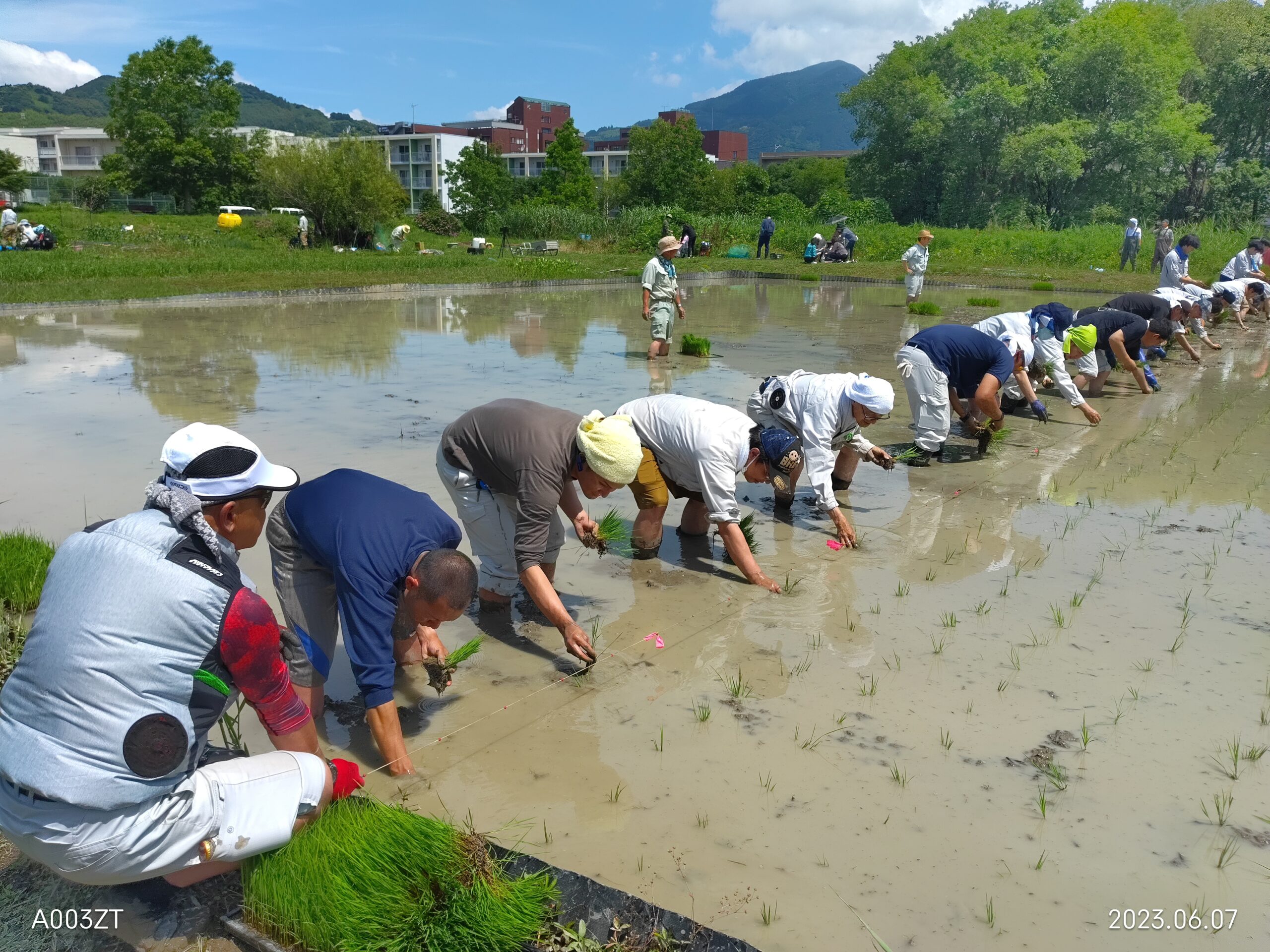 活動実績 2023.06.08 麻機遊水地自然再生事業 田植え 写真4