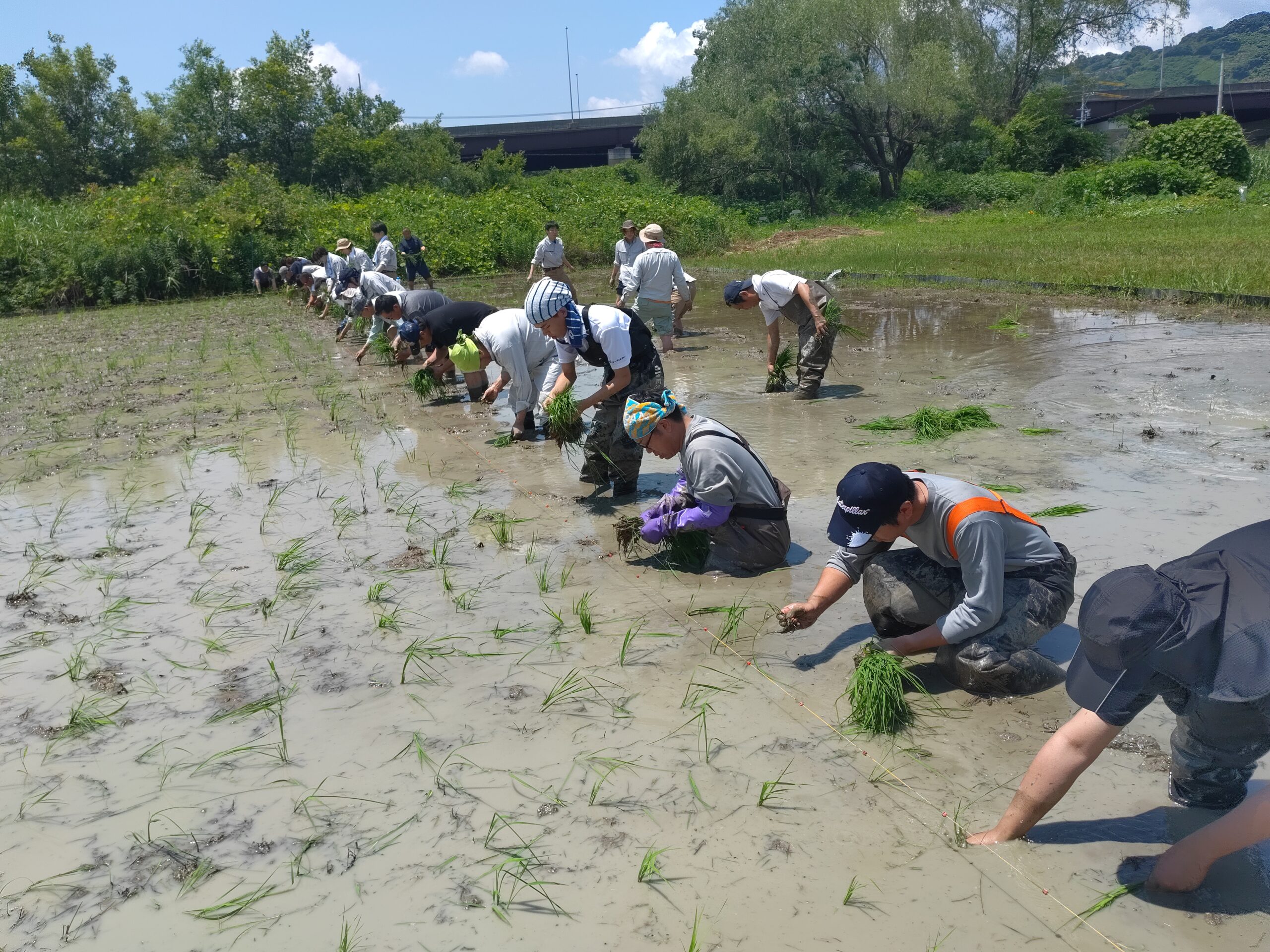活動実績 2024.06.07 麻機遊水地自然再生事業 田植え 写真3
