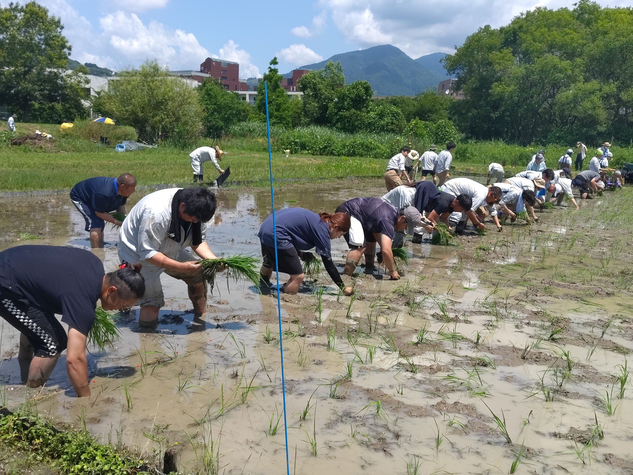 活動実績 2024.06.07 麻機遊水地自然再生事業 田植え 写真4