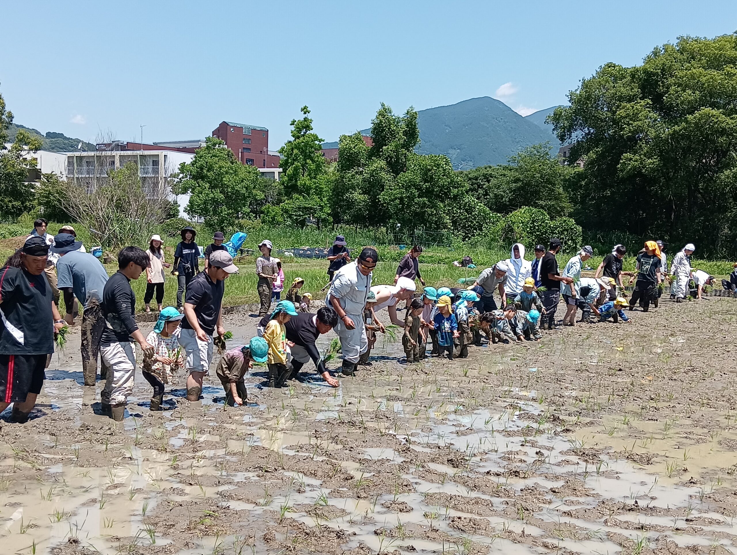 活動実績 2025.06.06 麻機遊水地自然再生事業 田植え 写真4